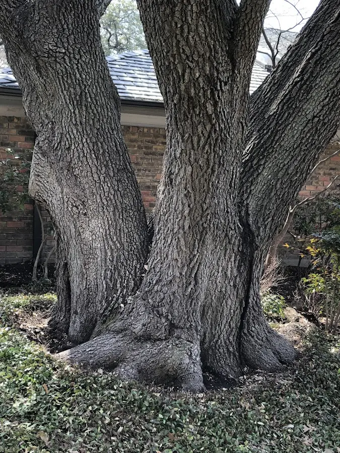 Mature heritage tree close to a Flensburg property cared for by certified arborists